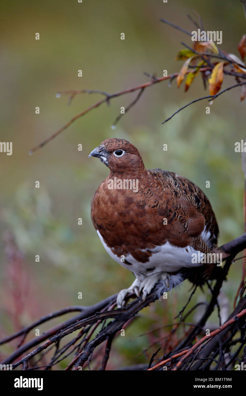Female willow ptarmigan (Lagopus lagopus), Denali National Park and