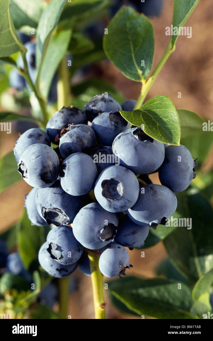 Bunch of blueberries Stock Photo Alamy