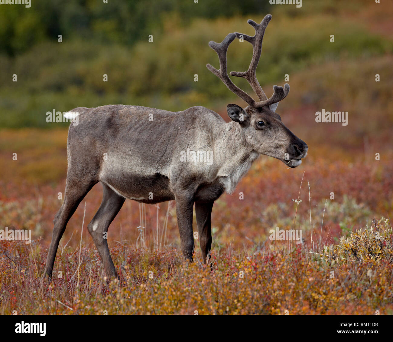 Porcupine caribou (Grant's caribou) (Rangifer tarandus granti) cow, Denali National Park, Alaska, United States of America Stock Photo