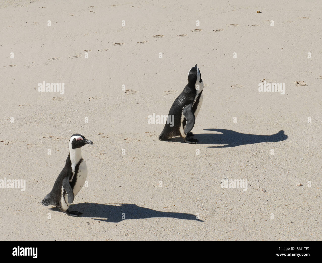 Two walking Pinguins Stock Photo