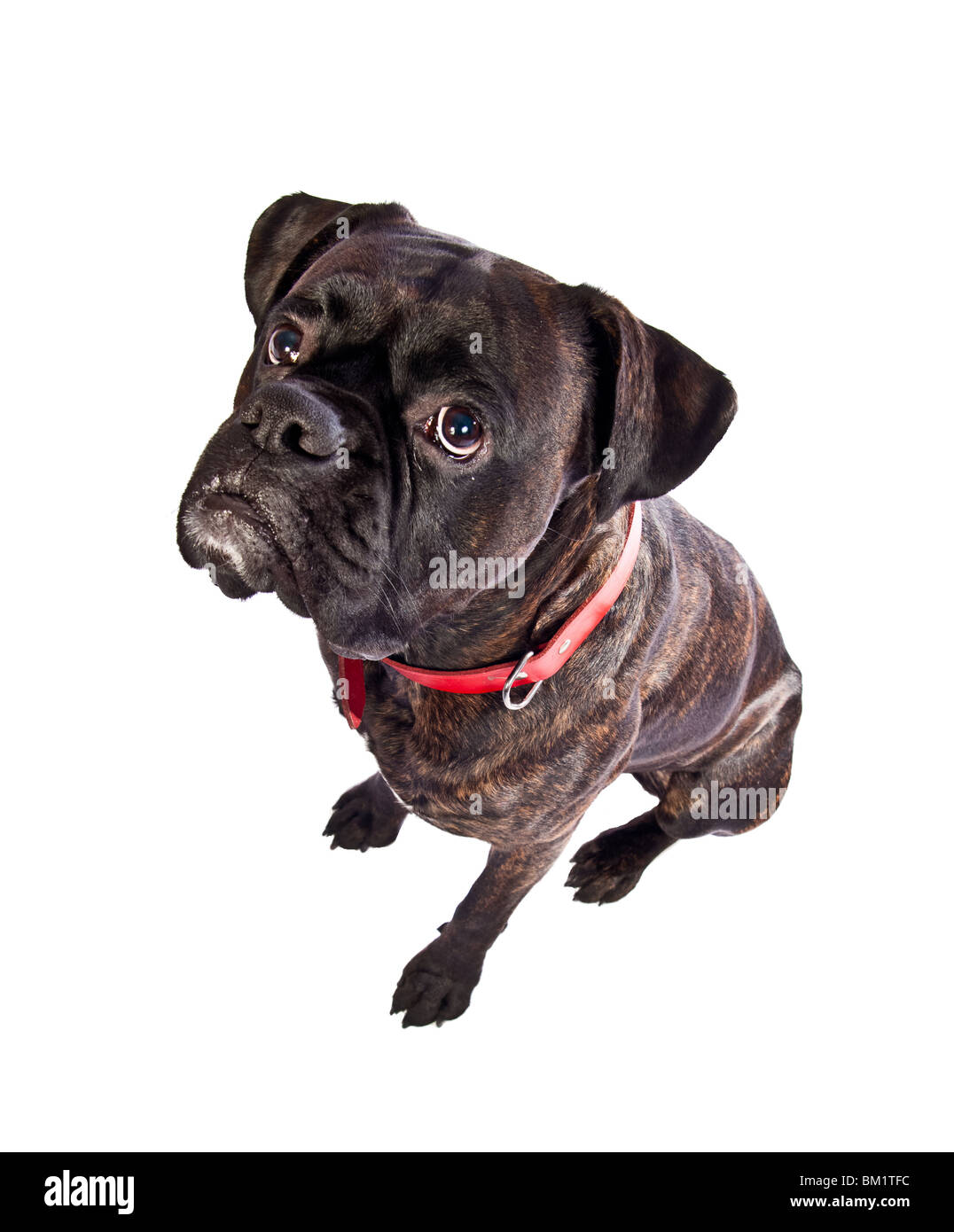 Boxer breed dog in red collar on isolated white background Stock Photo