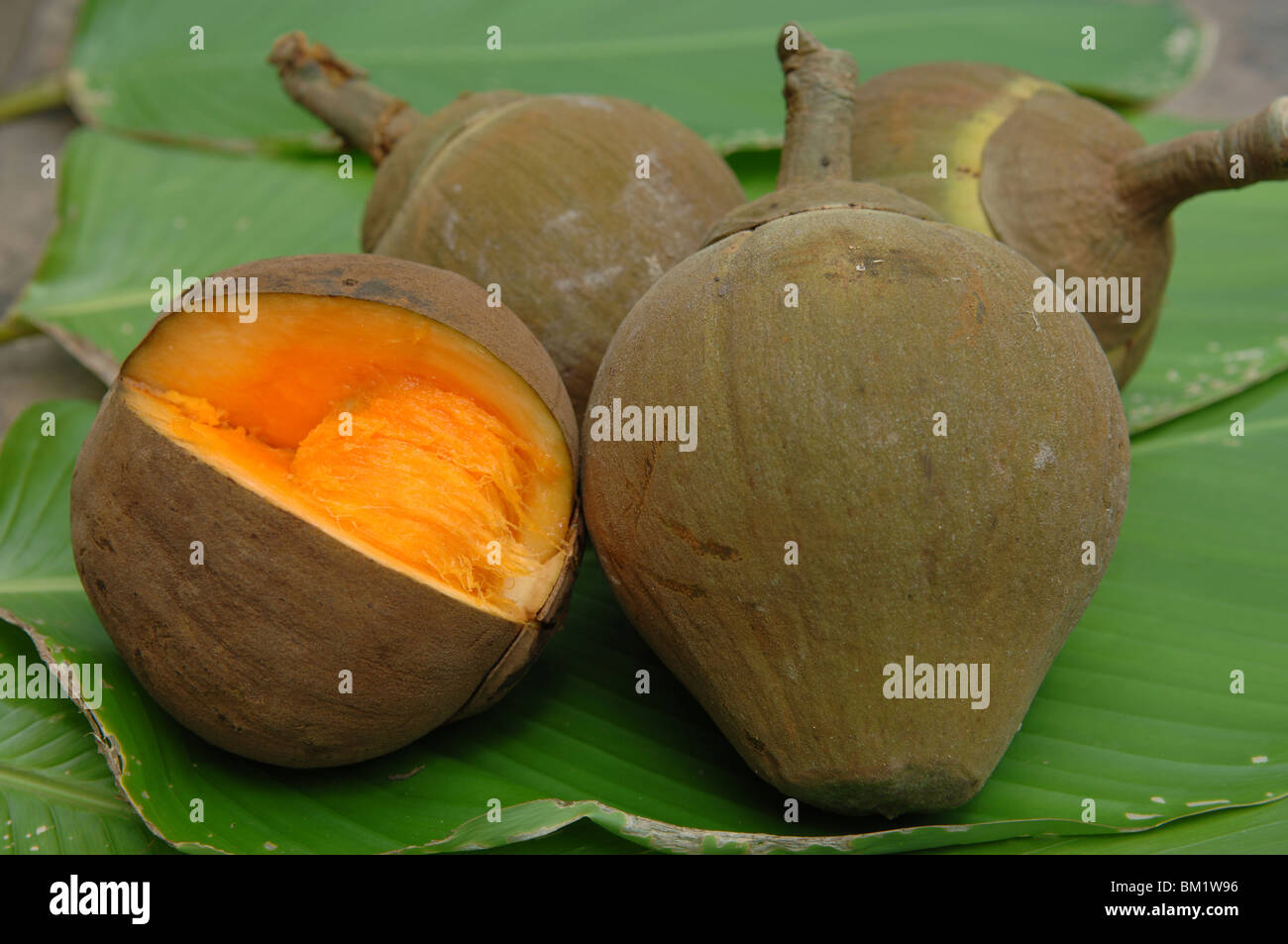 Closeup of Sapote fruits, Cabo Lopez, Rio Itaya, Loreto Region, Peru