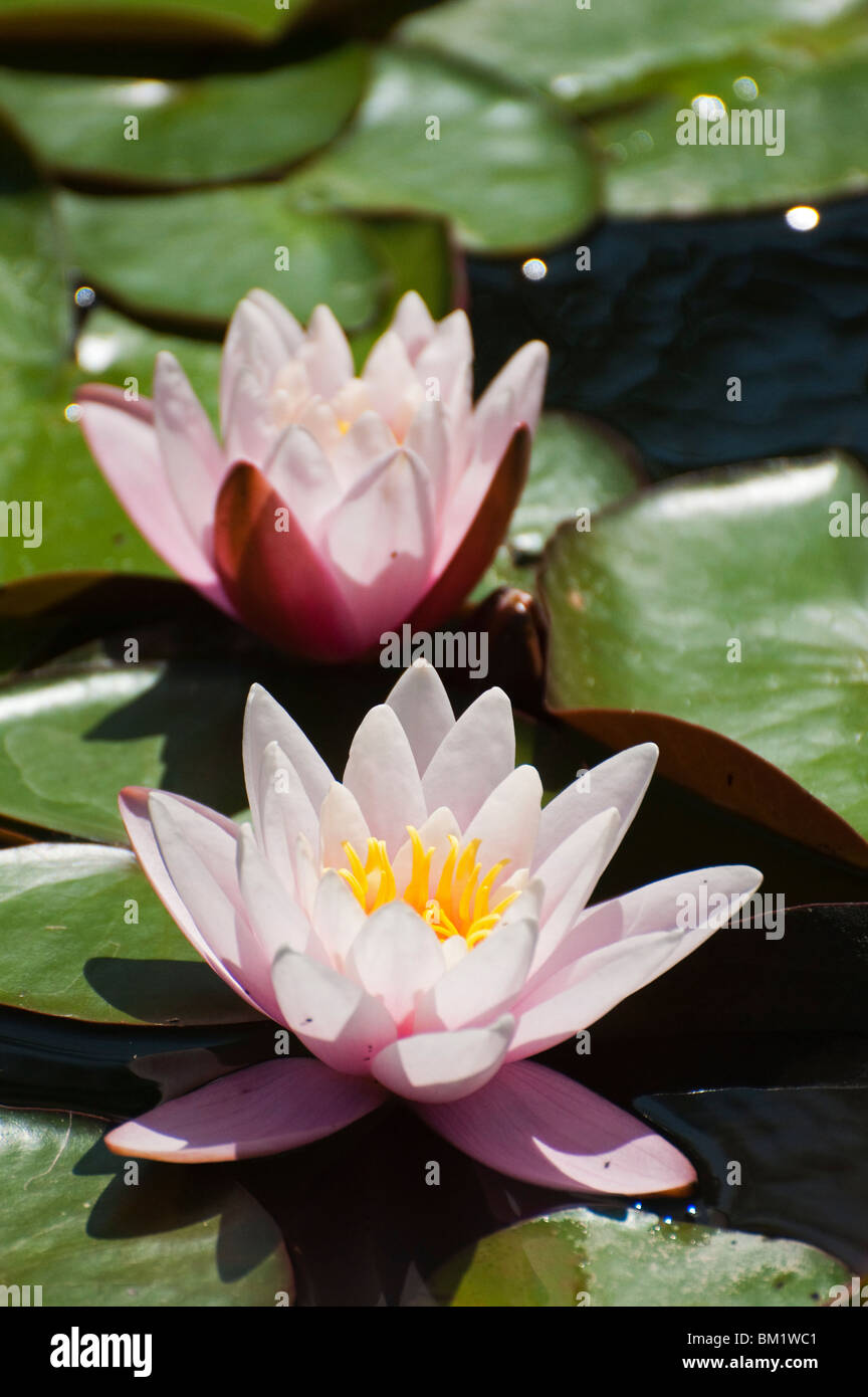 Europa Waterlily / Water Lilies (Nymphaea sp.) in pond, Europe Stock Photo