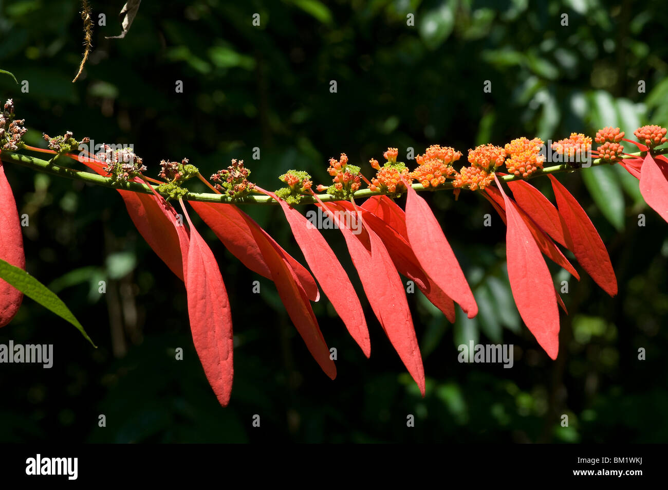 Close-up of Chaconia (Warszewiczia coccinea) flowers, Boa Esperanca, Amazonas, Brazil Stock Photo