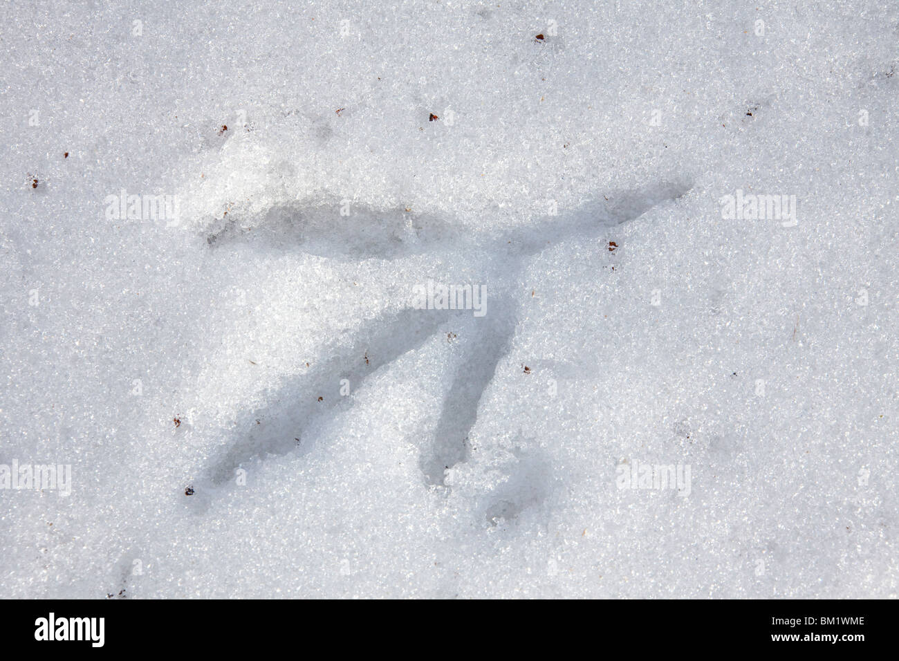 heron-tracks-hi-res-stock-photography-and-images-alamy