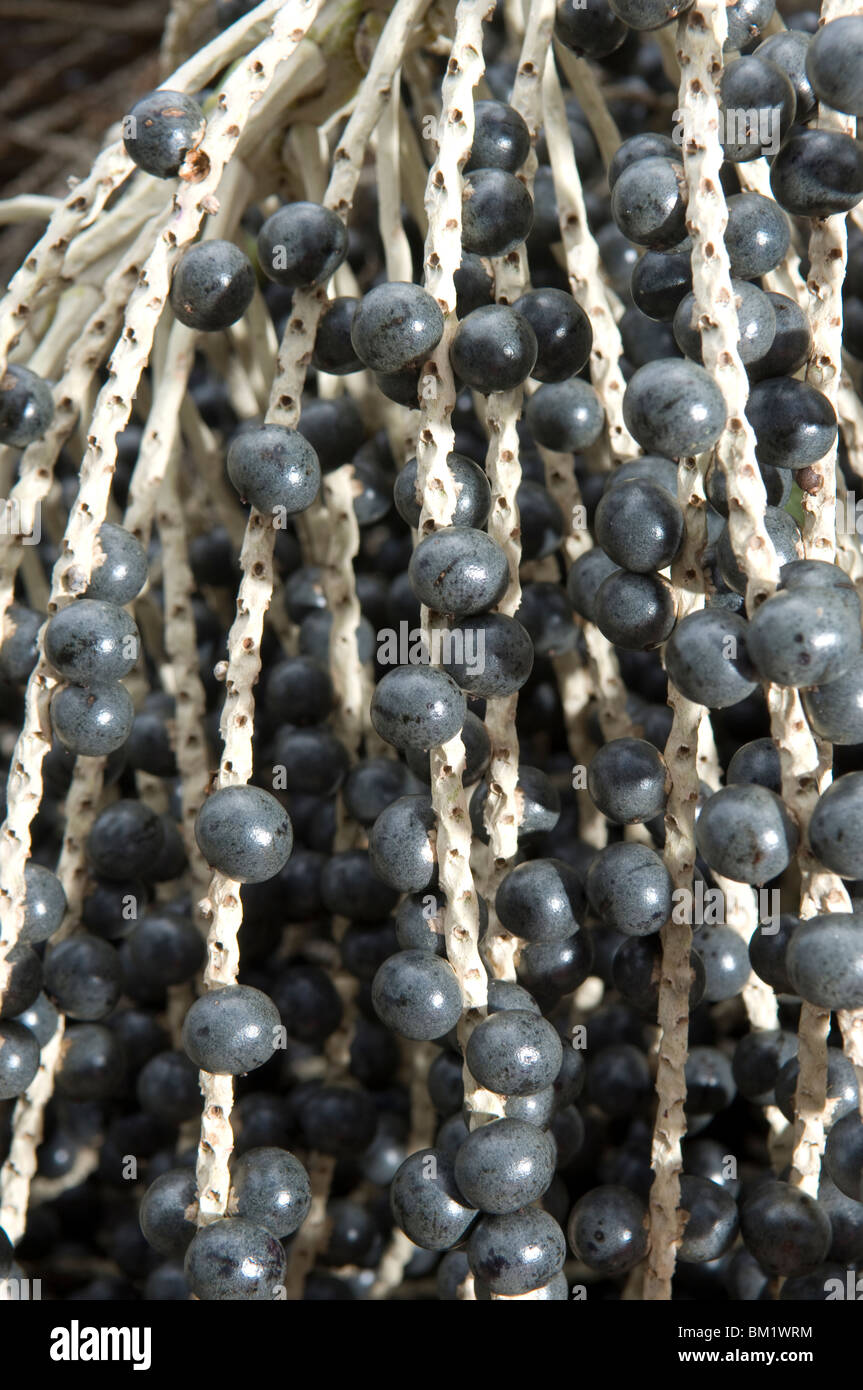 açaí palm benefits