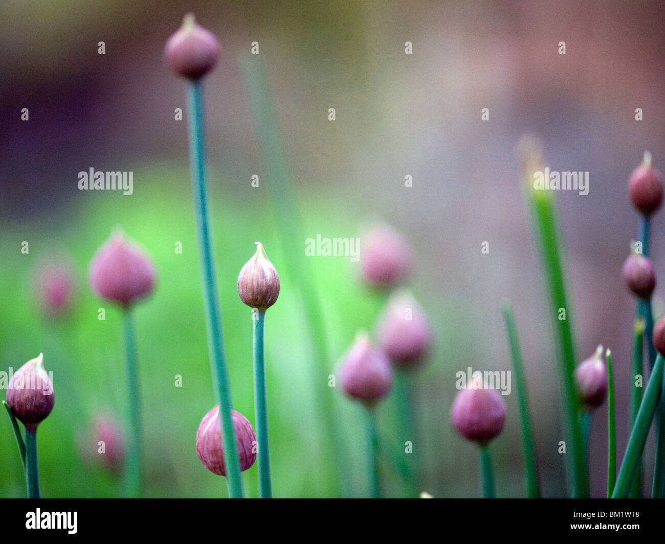 A flowering chive (Allium schoenoprasum) plant Stock Photo