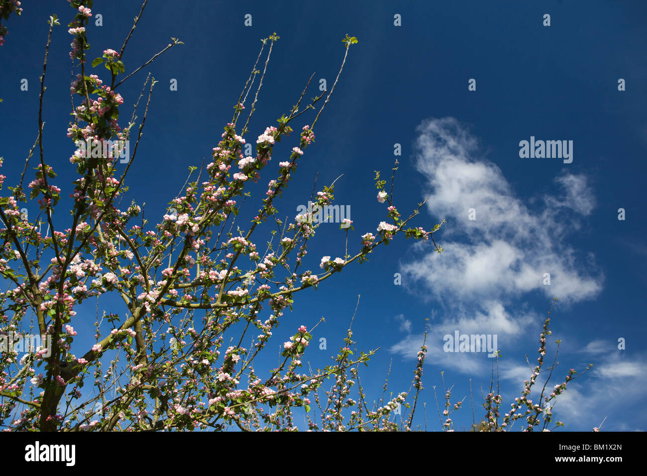 UK, England, Herefordshire, Putley Dragon Orchard, cider apple tree branches in blossom in May against blue sky Stock Photo