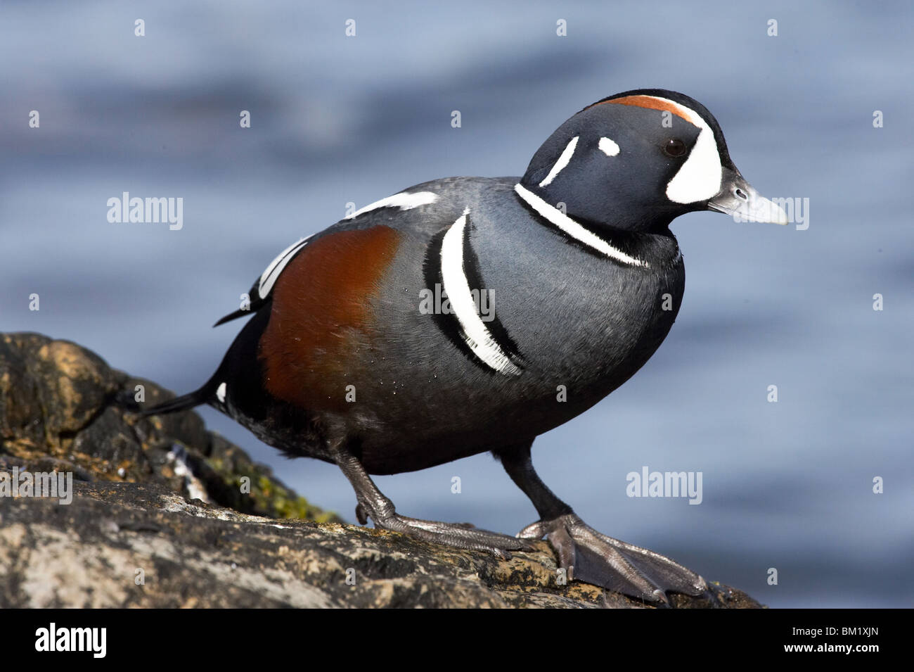 Male Harlequin Duck perched on rocks overlooking Barnegat Inlet Stock Photo