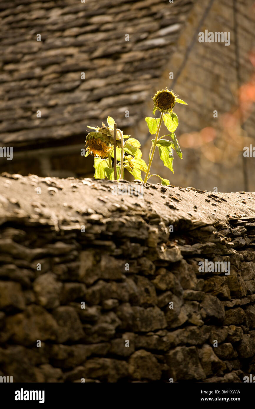 Dead sunflowers behind dry stone wall, Cotswolds, England Stock Photo