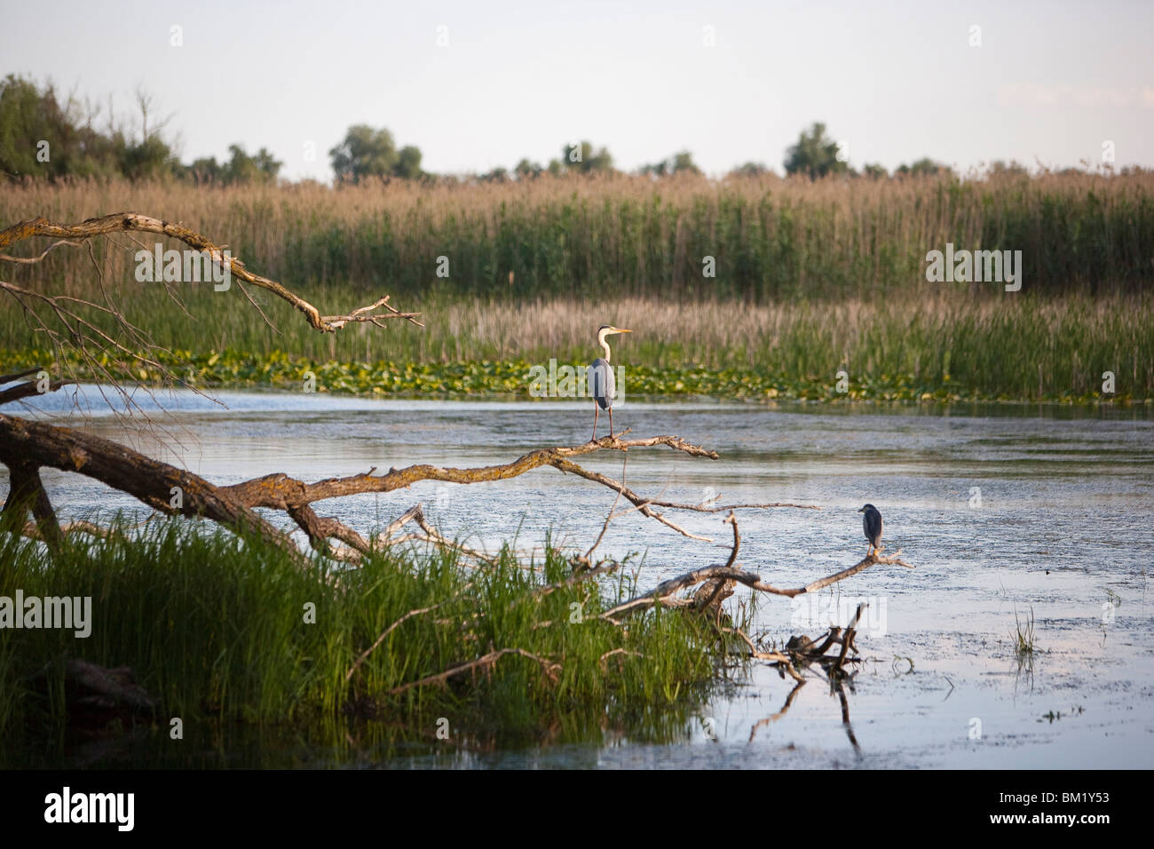 Danube River delta, Romania, Europe Stock Photo