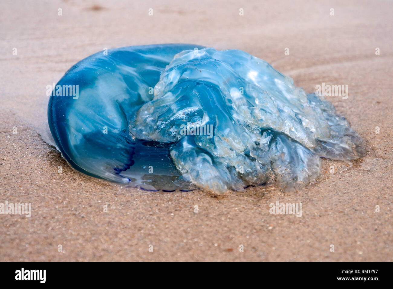Barrel jellyfish (Rhizostoma octopus) stranded on beach, Belgium Stock Photo