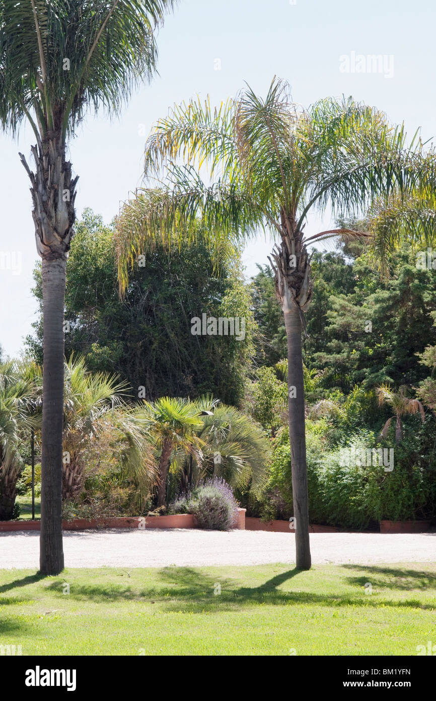 Palm trees in a park Stock Photo - Alamy