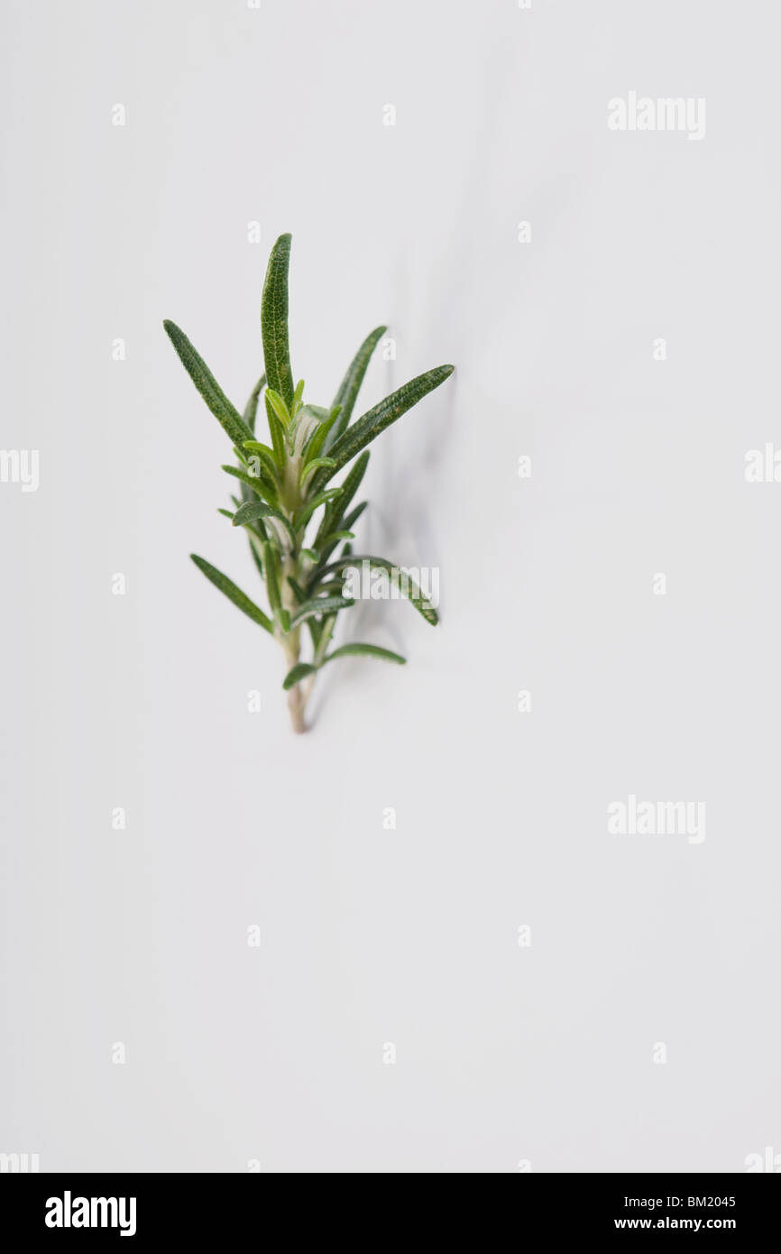 Close-up of a sprig of rosemary Stock Photo