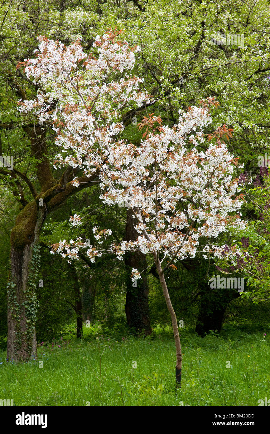 Cherry Tree in blossom at Thorp Perrow Arboretum near Bedale, North Yorkshire Stock Photo