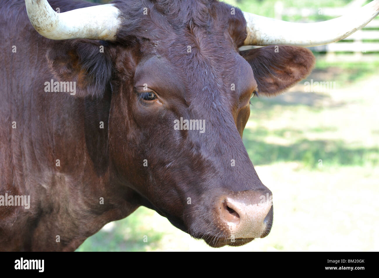 Boran Jersey Cross bulls head to head Stock Photo - Alamy