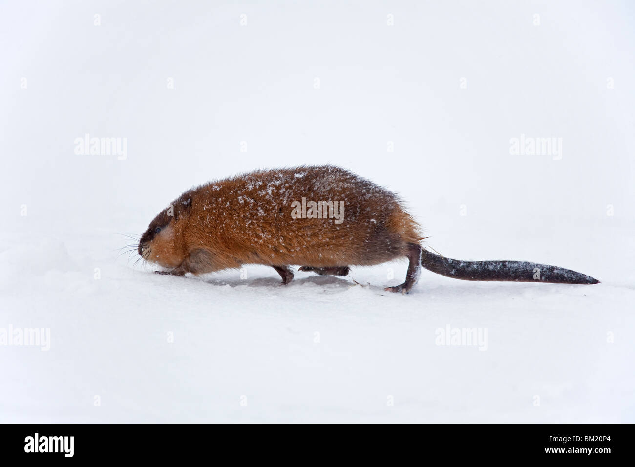Muskrat (Ondatra zibethicus) running in the snow in winter Stock Photo