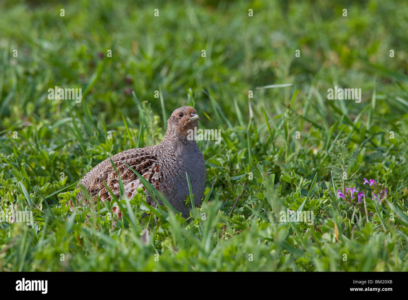 Grey Partridge (Perdix perdix) female in field, Germany Stock Photo