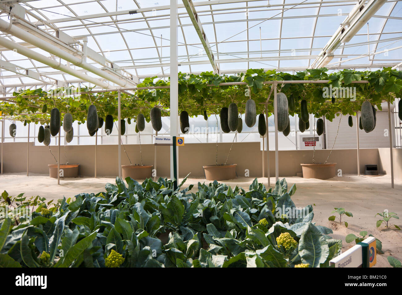 Broccoli and water melons growing in the hydroponic gardening display