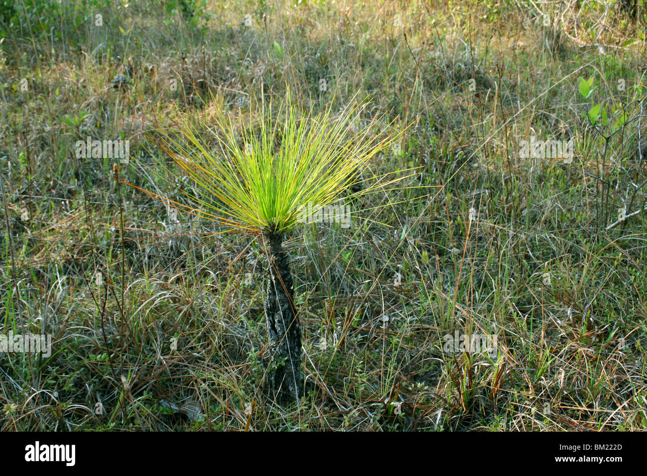 Longleaf Pine Pinus palustris seedling Southeastern USA Stock Photo