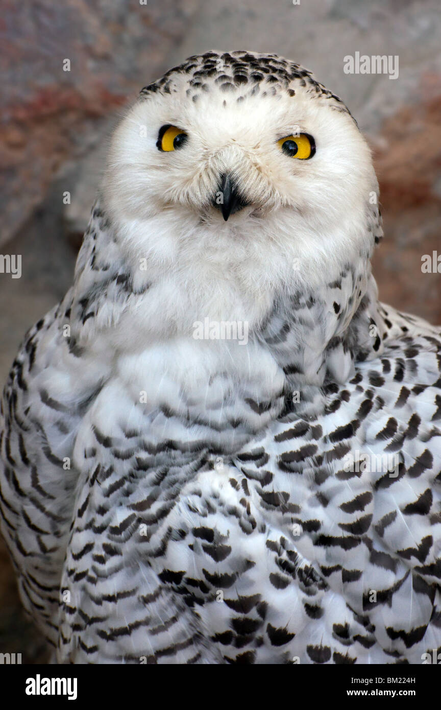 Captive Snowy Owl Bubo Scandiacus High Resolution Stock Photography and ...