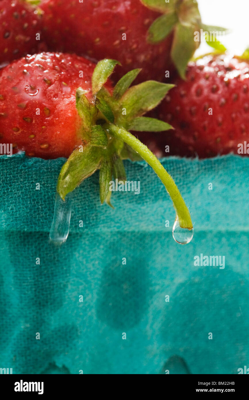 strawberries in green card board container Stock Photo
