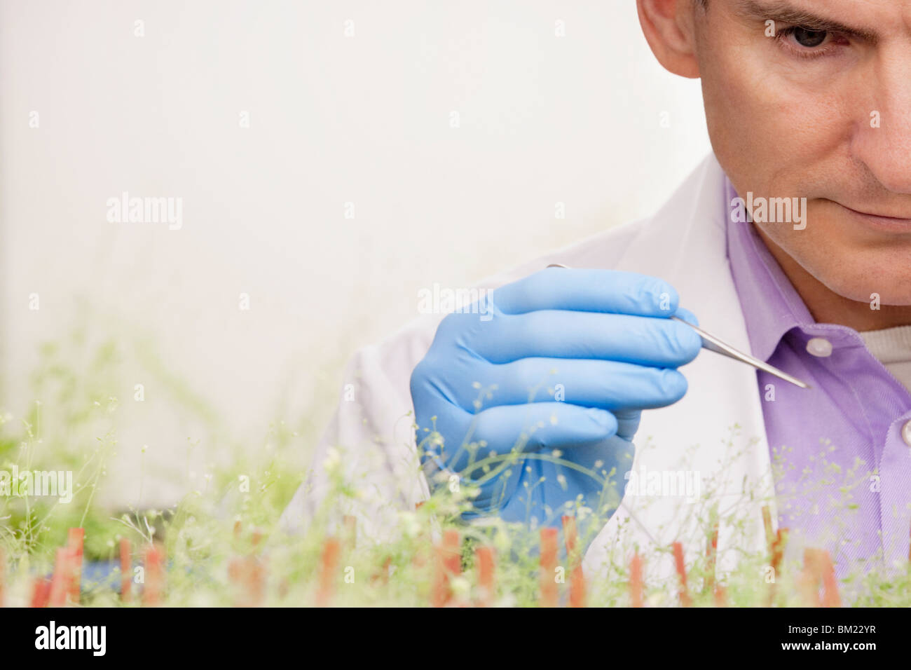 Scientist researching on plants in a laboratory Stock Photo Alamy
