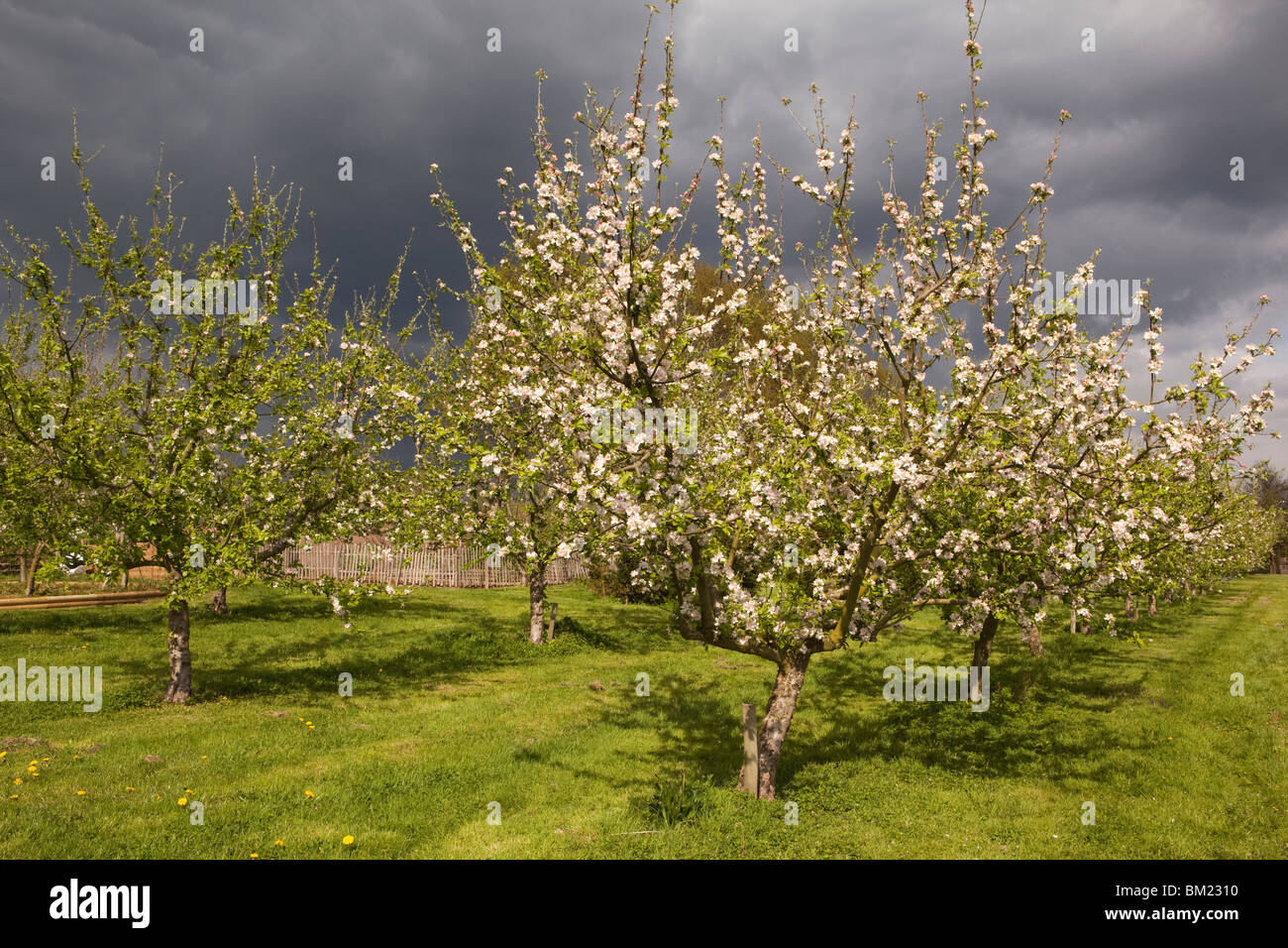 UK, England, Herefordshire, Putley, Dragon Orchard, cider apple trees