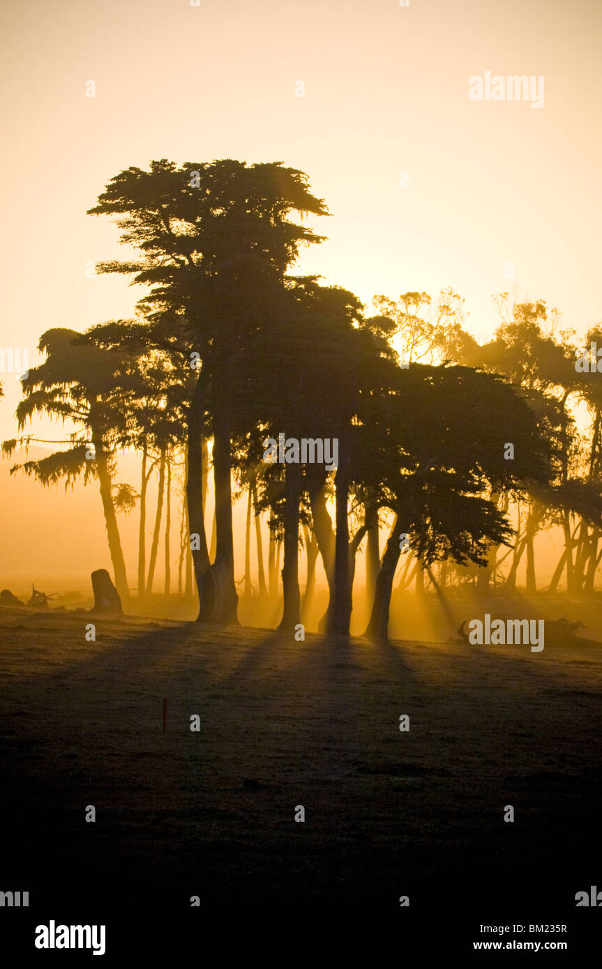 Silhouette of Cypress trees at sunrise, Cambria, California, USA Stock ...