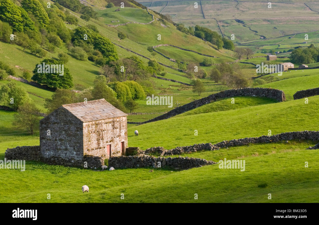 Typical stone barns near Keld in Swaledale, Yorkshire Dales National Park, Yorkshire, England, United Kingdom, Europe Stock Photo