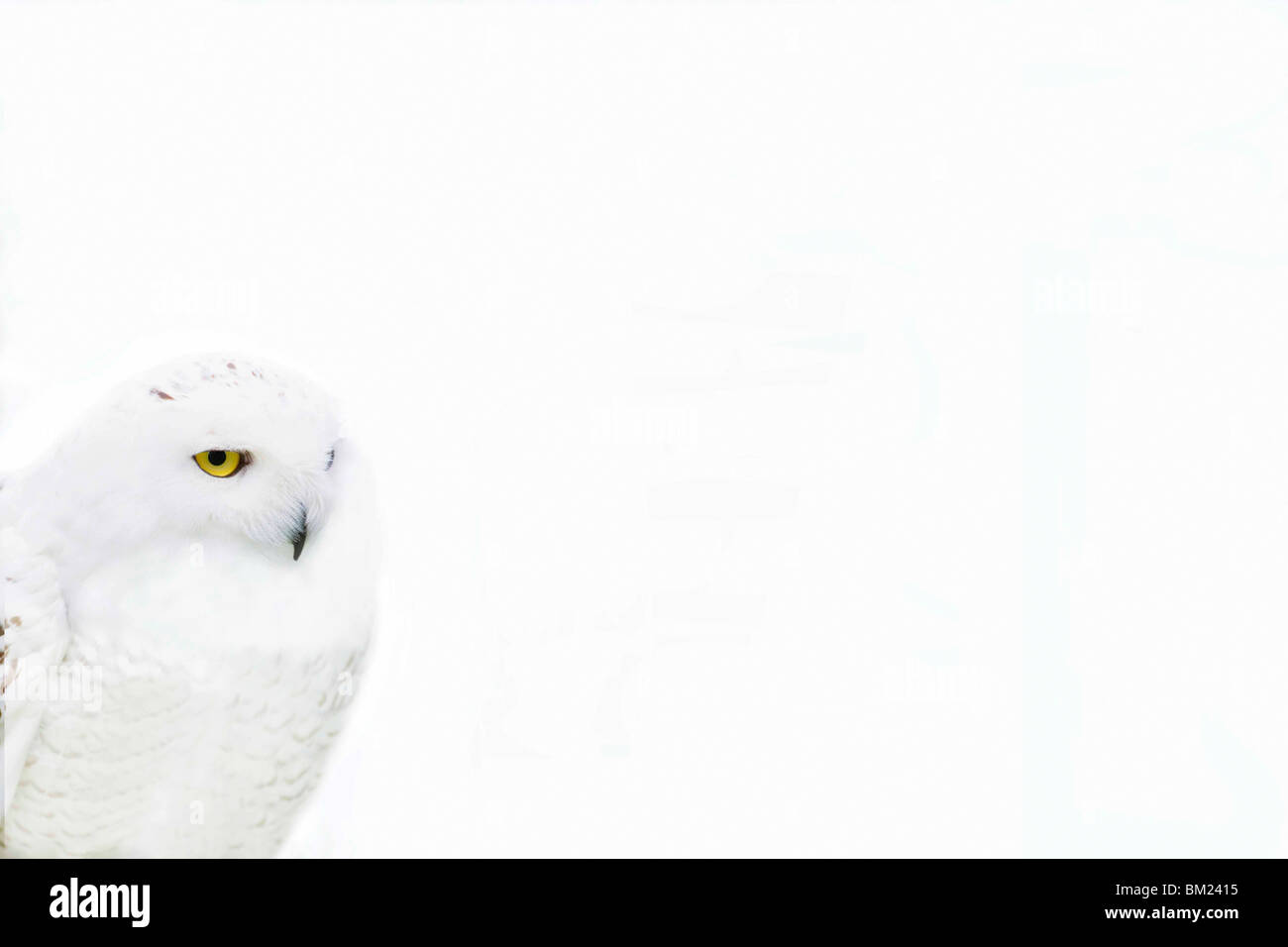 Close-up of a Snowy owl (Nyctea scandiaca) Stock Photo