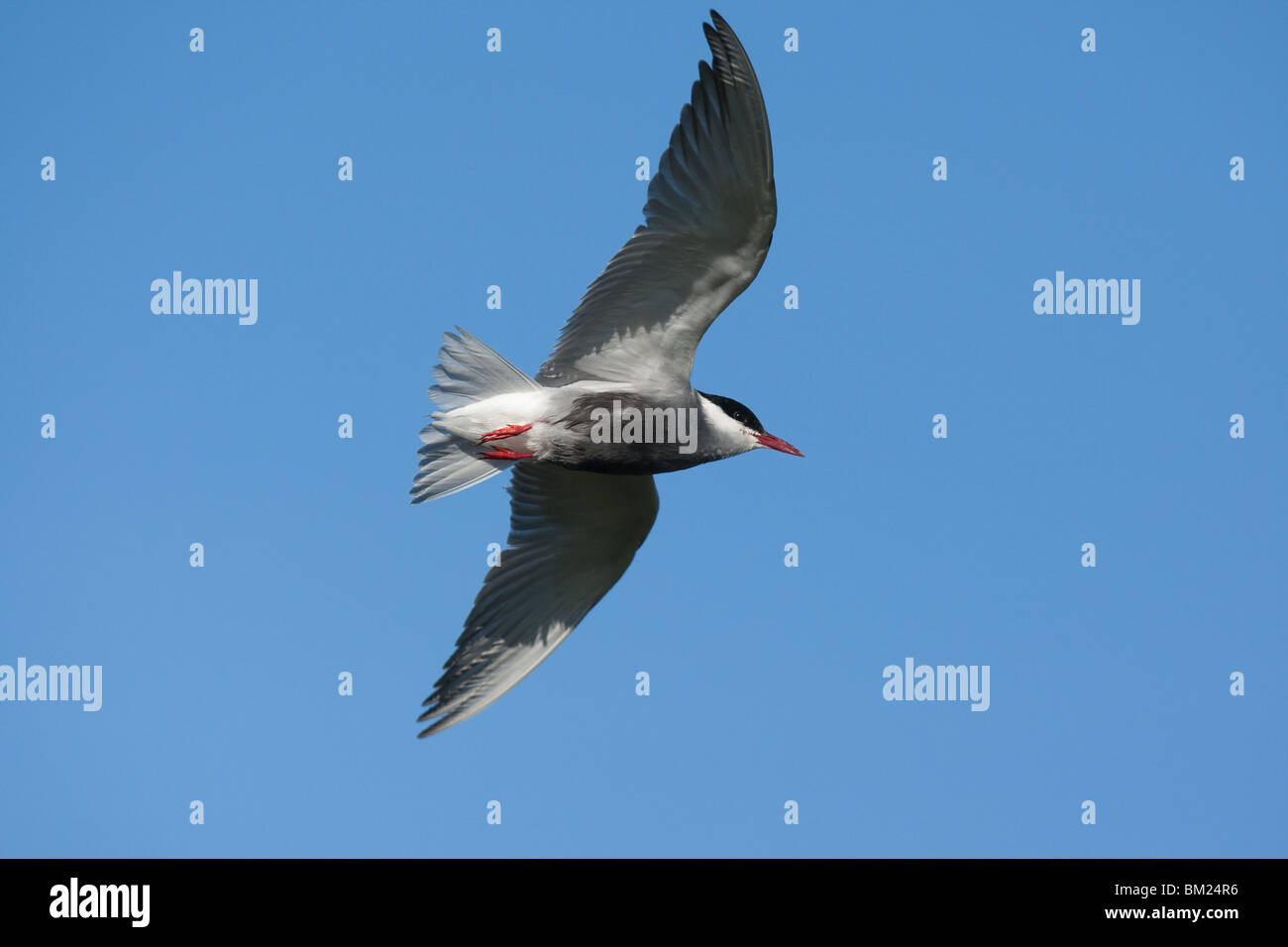 Adult Whiskered Tern (Chlidonias hybrida) in flight, Lesvos (Lesbos), Greece Stock Photo