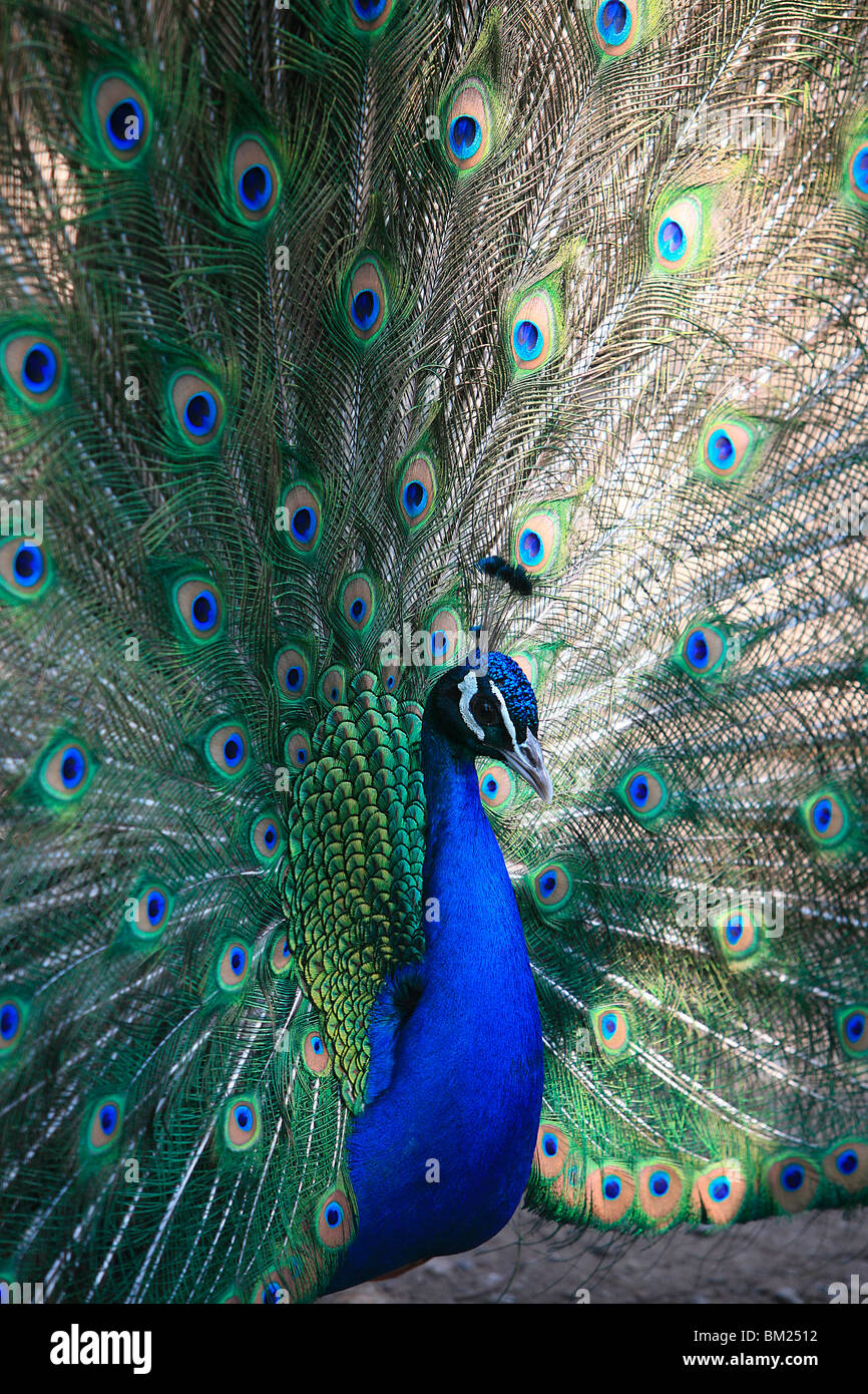Peacock, Thessalonica, Macedonia, Greece, Europe Stock Photo