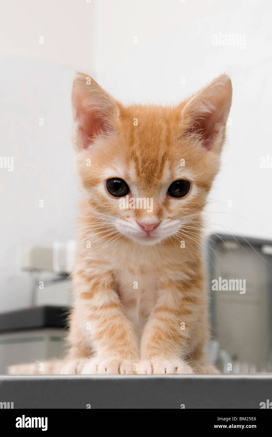 Close-up of a cat sitting in a veterinary hospital Stock Photo