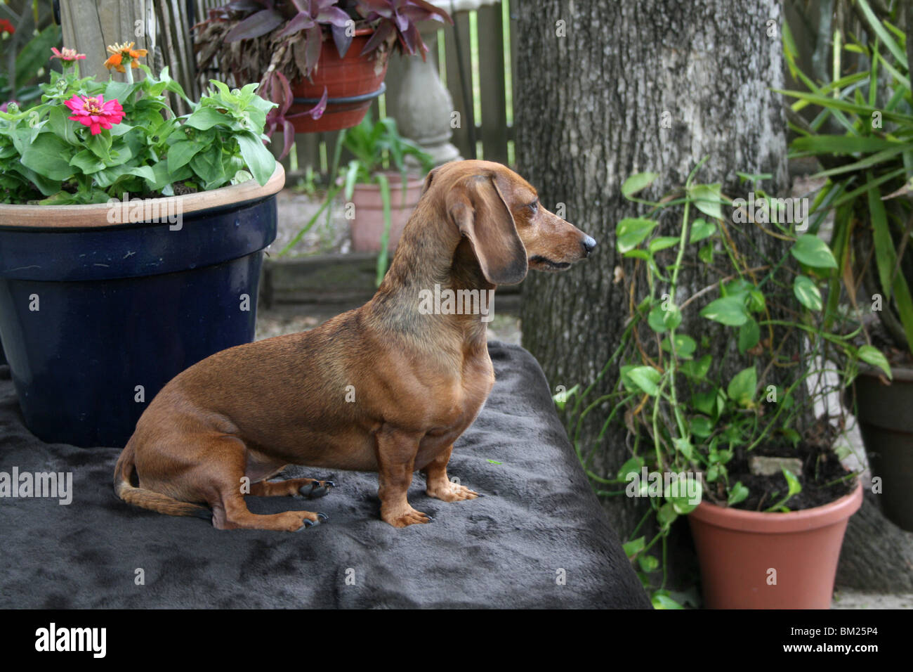 A four year old dachshund watches over her back yard domain. Stock Photo