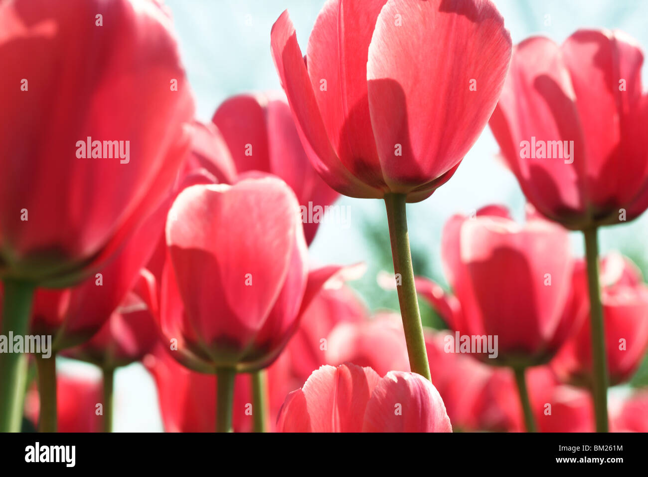 Blooming red tulips,Closeup. Stock Photo