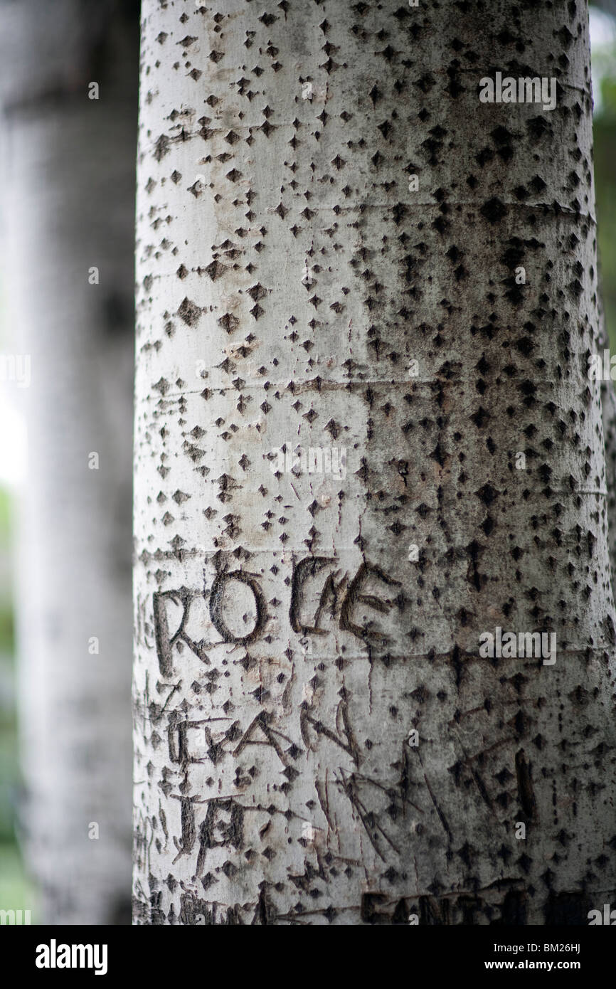 Carvings on a tree bark, Seville, Spain Stock Photo