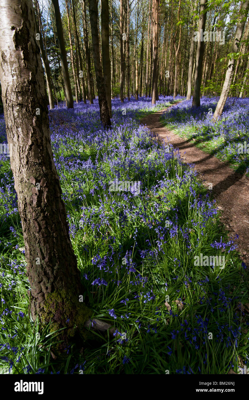 meandering path through the bluebells in woodland Stock Photo Alamy