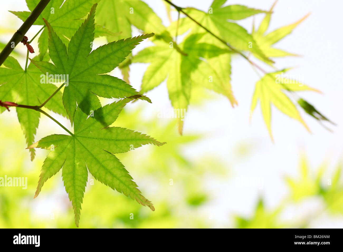 Green leaves Stock Photo