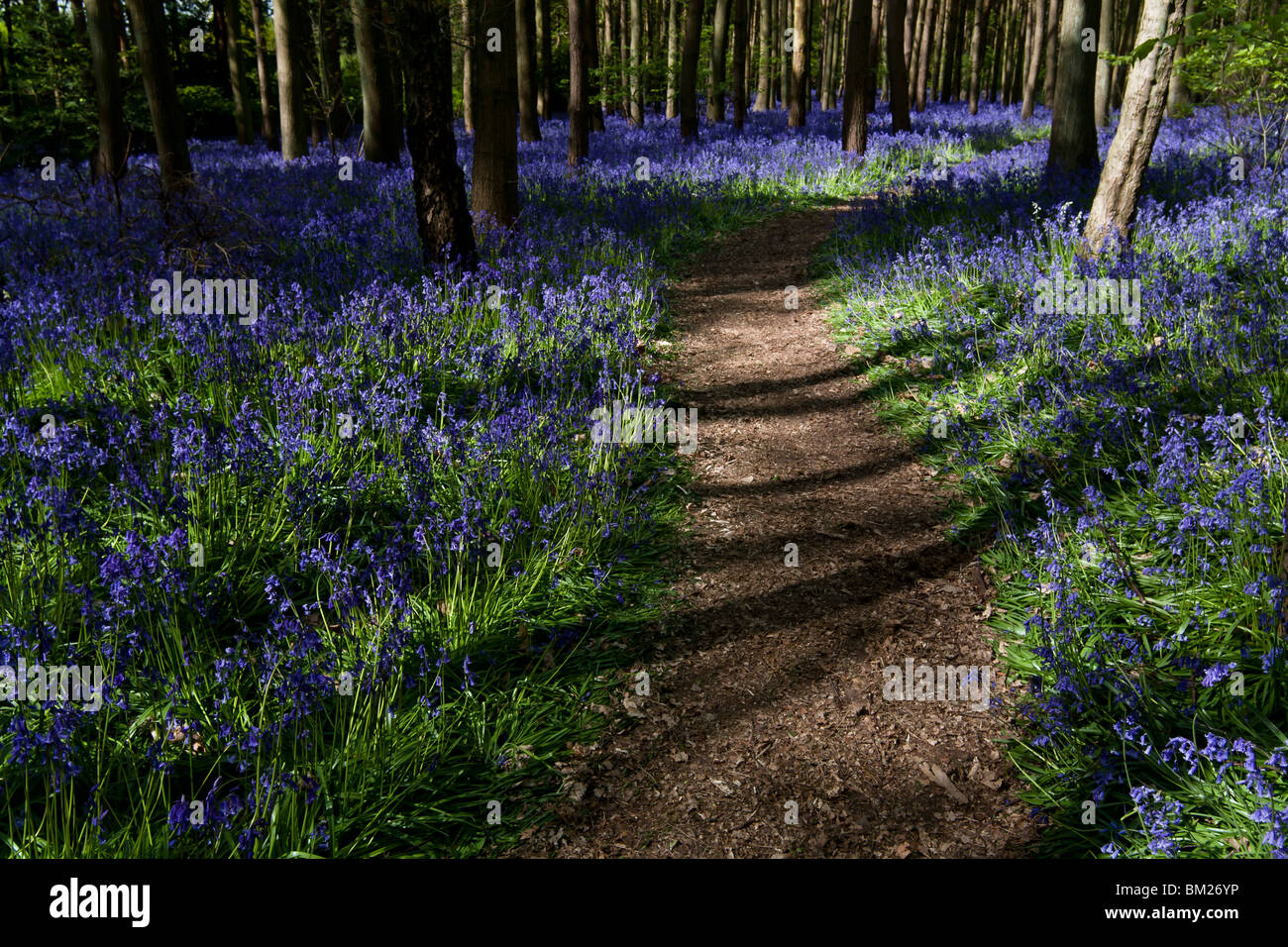 meandering path through the bluebels in woodland Stock Photo Alamy