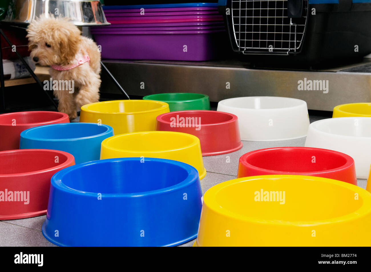 Puppy standing near dog bowls in a supermarket Stock Photo Alamy