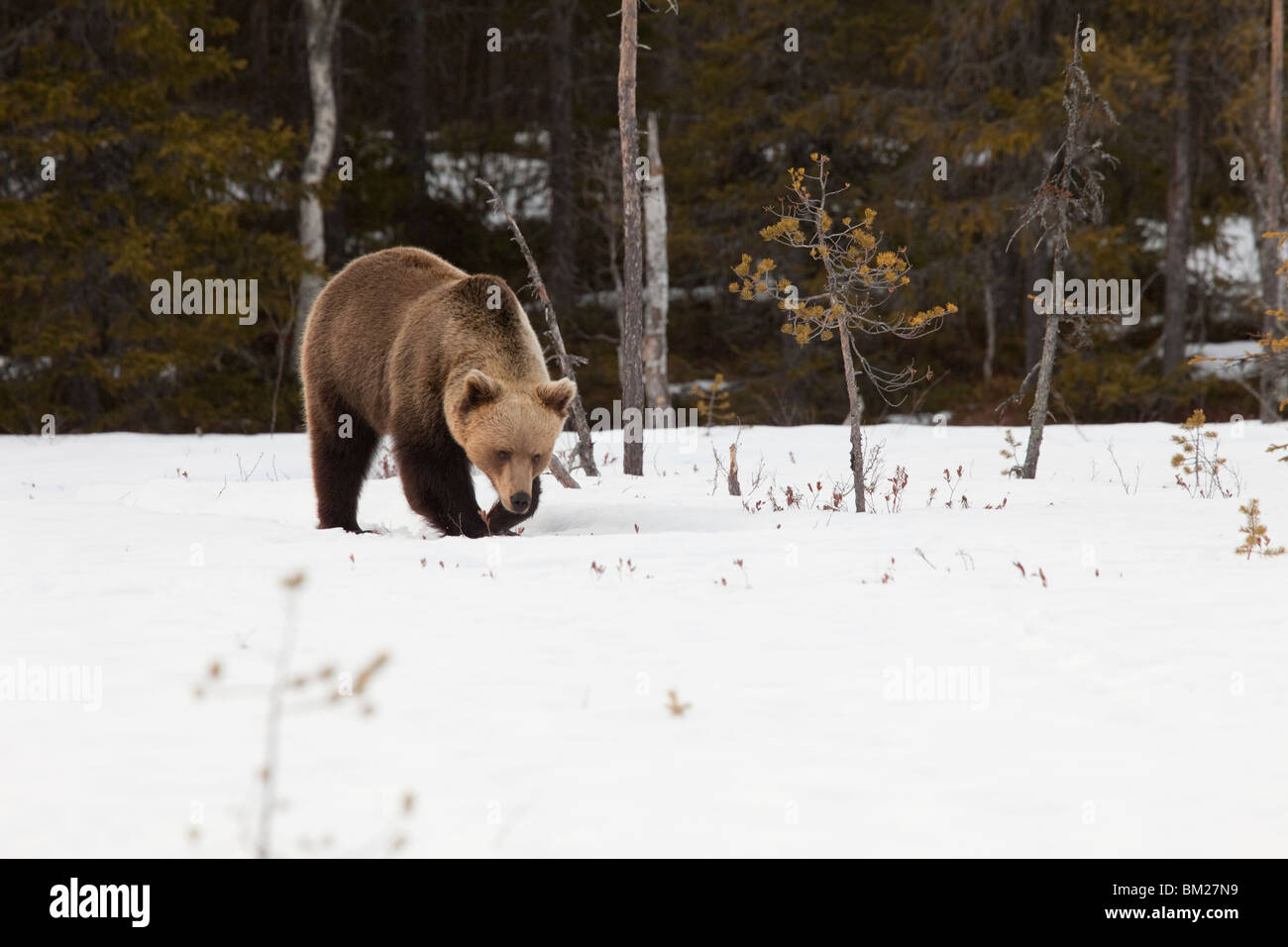 Eurasian Brown Bear in the snow. Stock Photo