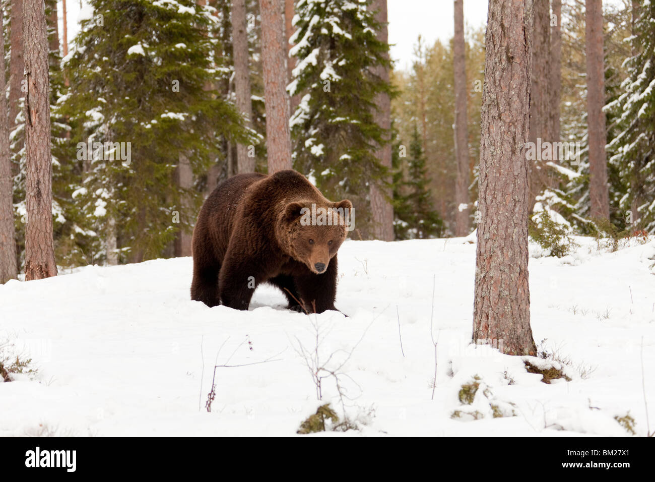 Eurasian brown bear in the snow in Taiga forest. Stock Photo