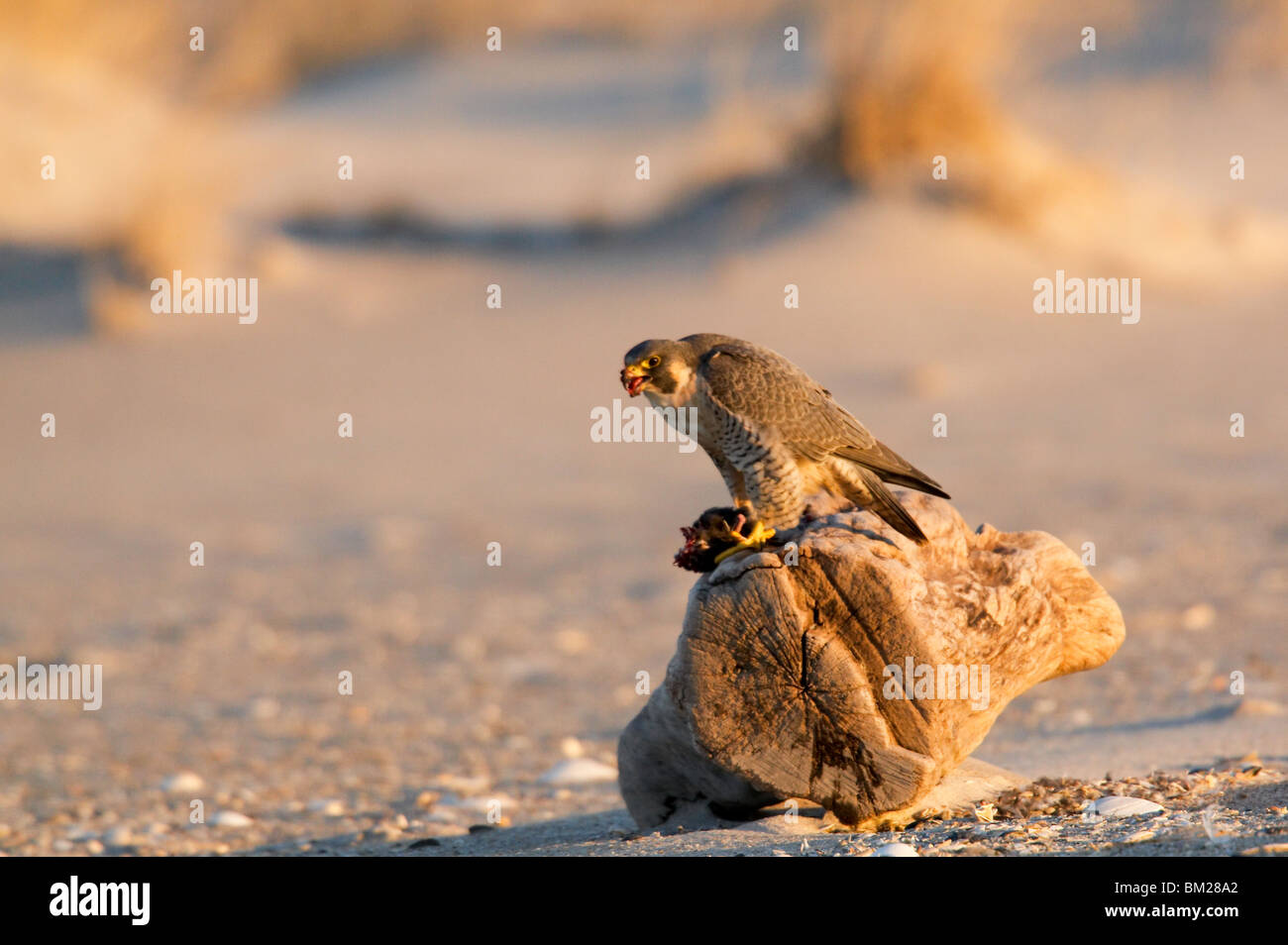 Adult Peregrine Falcon eating a Dovekie on the beach at sunrise. Stock Photo
