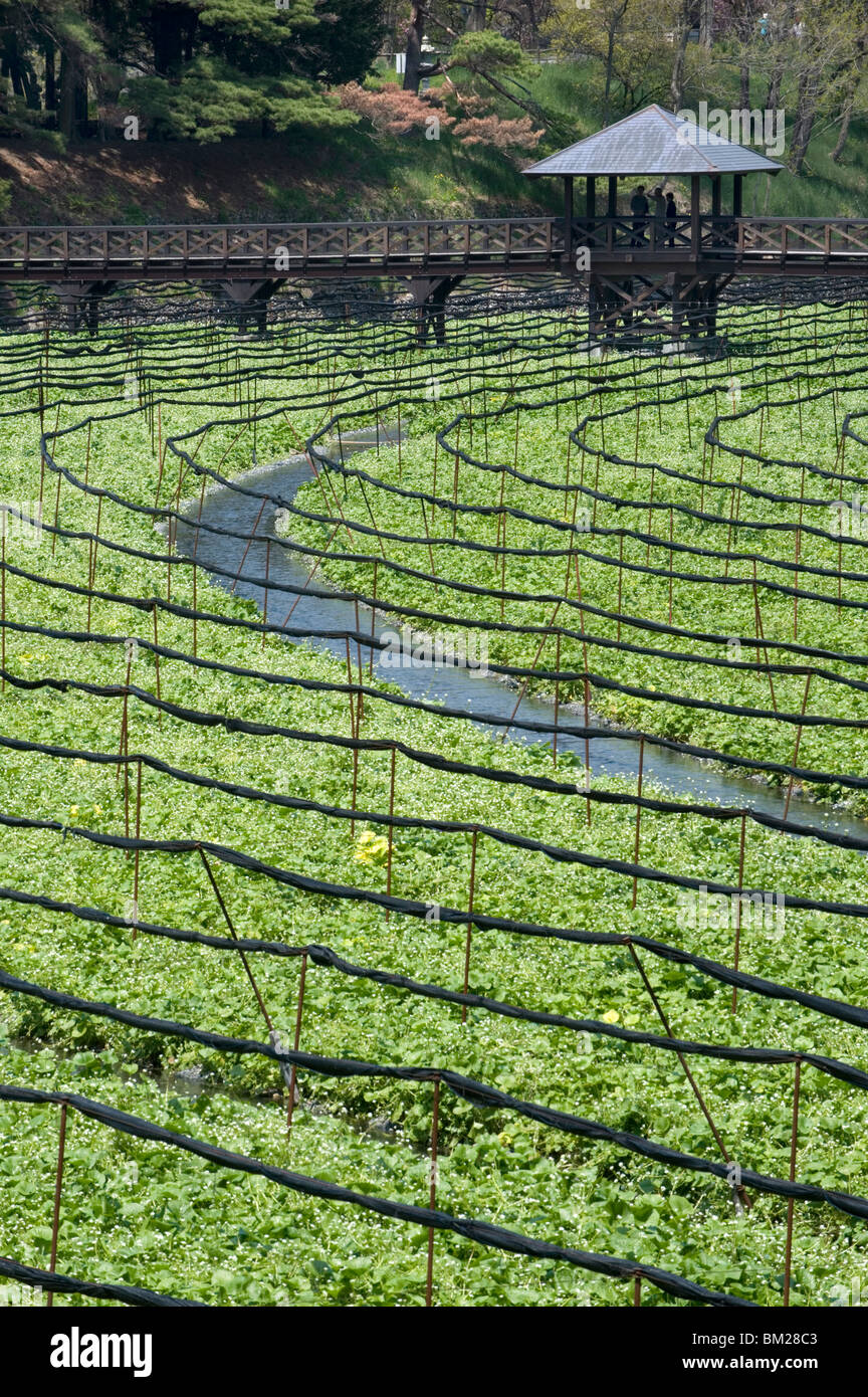 Growing wasabi hires stock photography and images Alamy