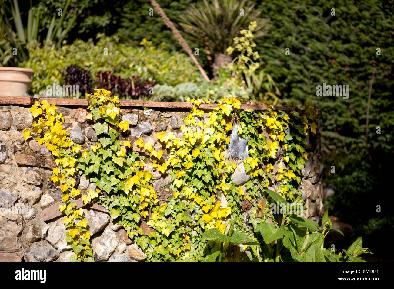 Hedera helix (Common Ivy) Which has formed a yellow colour through natural causes Stock Photo