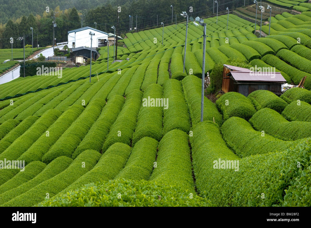 Rows of green tea bushes growing on the Makinohara tea plantations in