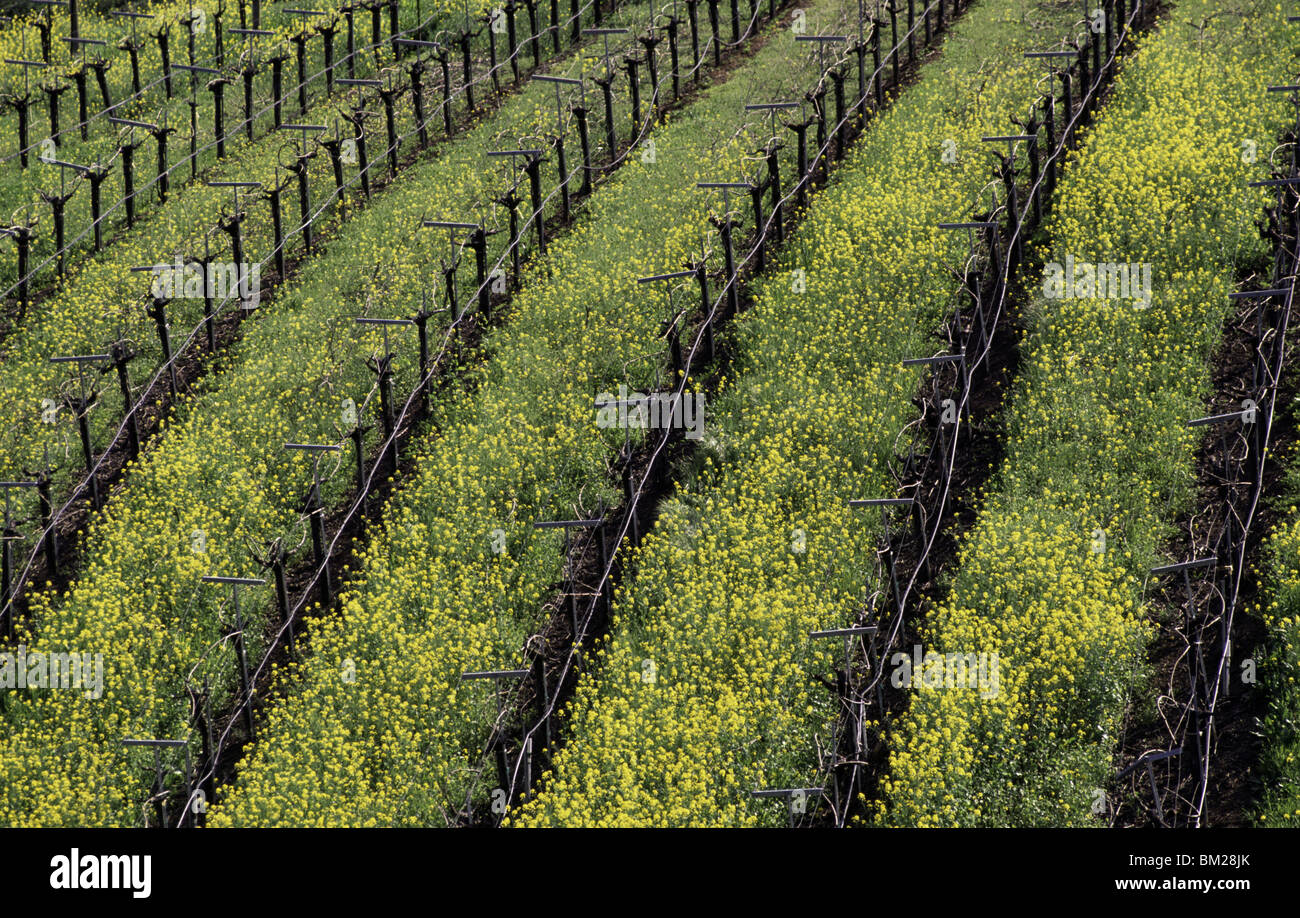 Crop in a vineyard, Alexander Valley, Sonoma County, California, USA Stock Photo