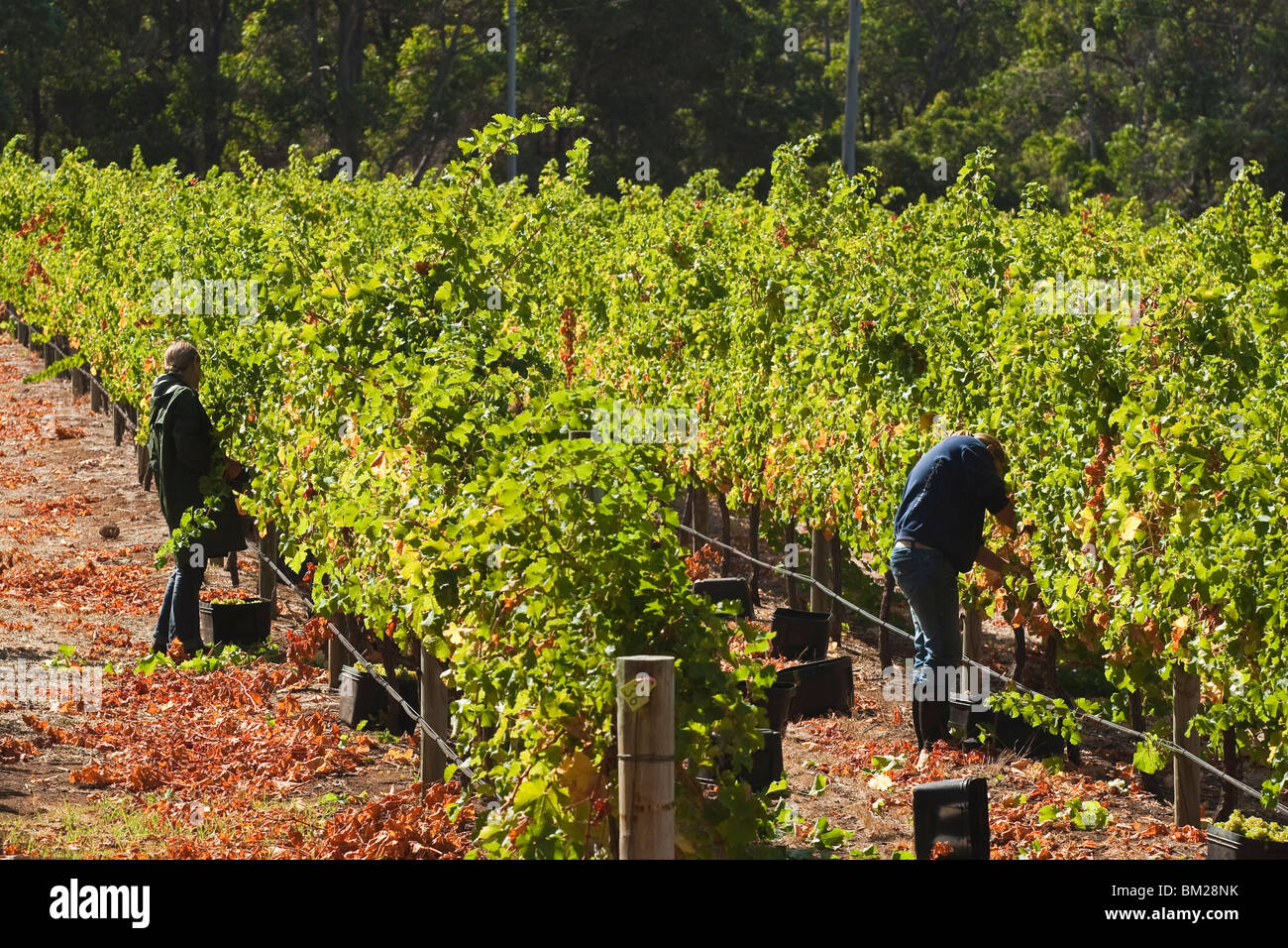 Grape pickers at a winery vineyard in the famous wine growing region of