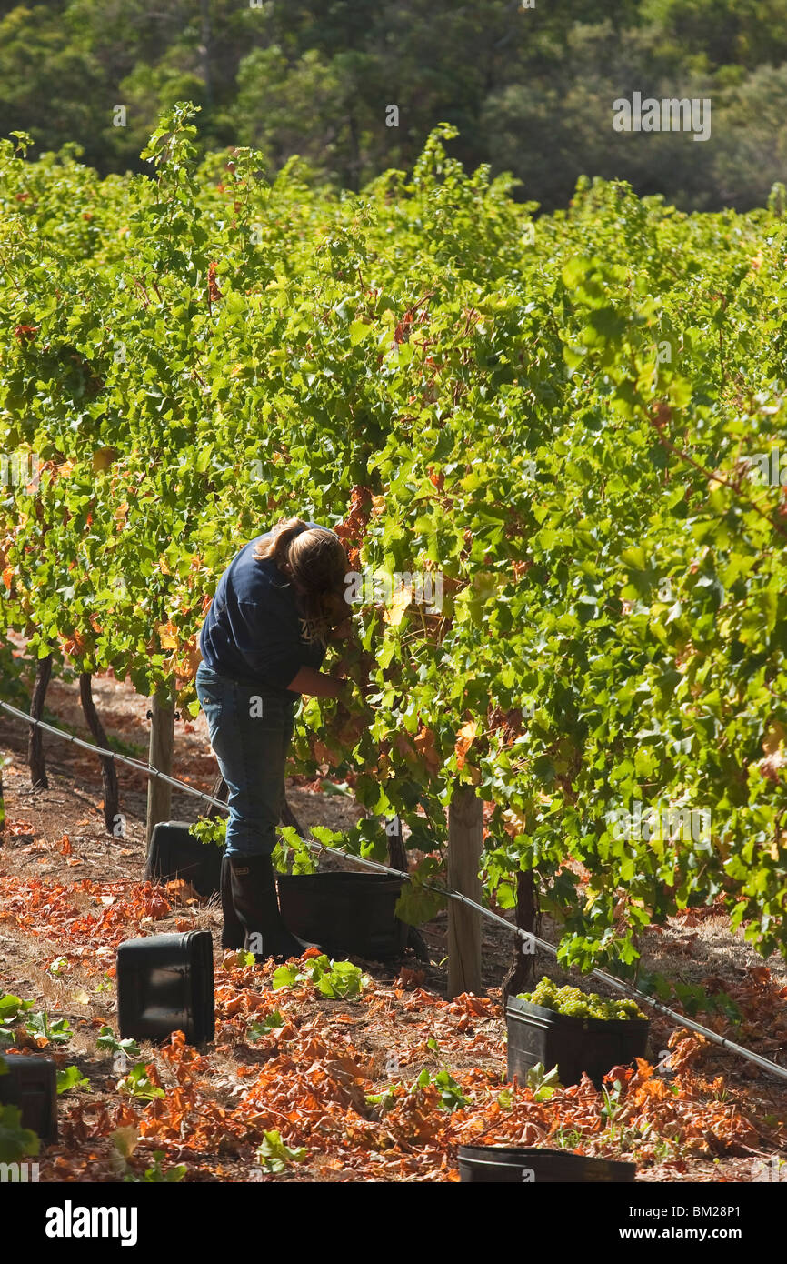Grape pickers at a winery vineyard in the famous wine growing region of